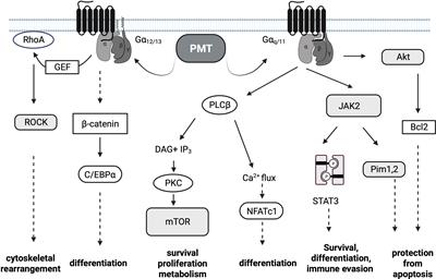 Pasteurella multocida toxin – lessons learned from a mitogenic toxin